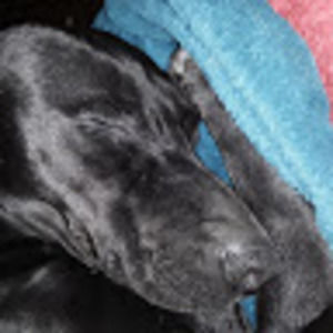 Meet your Posher, Rolfio_